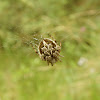 Orb-Weaver Spider