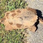 common snapping turtle