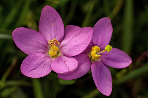 Centaurium pulchellum