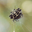 Spiny orb-weaver