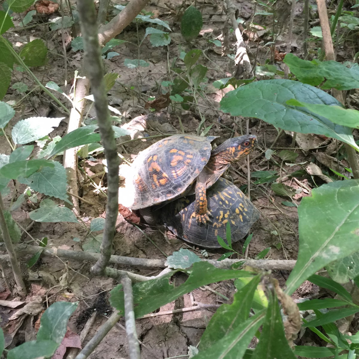 Eastern Box Turtle