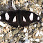 Great Eggfly