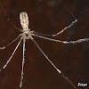 Pholcus phalangioides