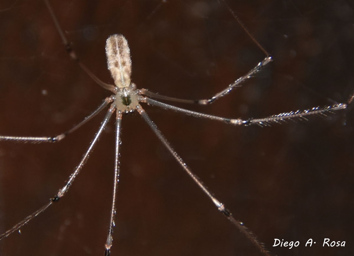 Pholcus phalangioides