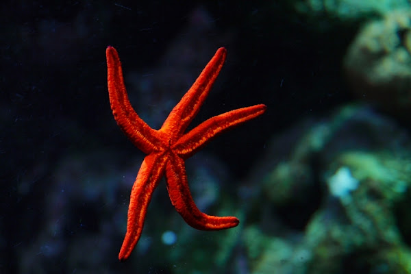 In fondo...... all'acquario di angeluci