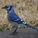 Blue Jay