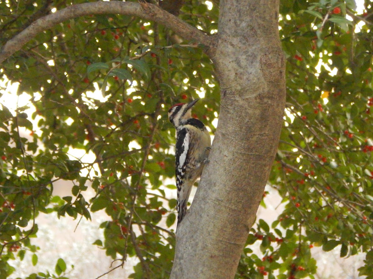 Yellow-Bellied Sapsucker