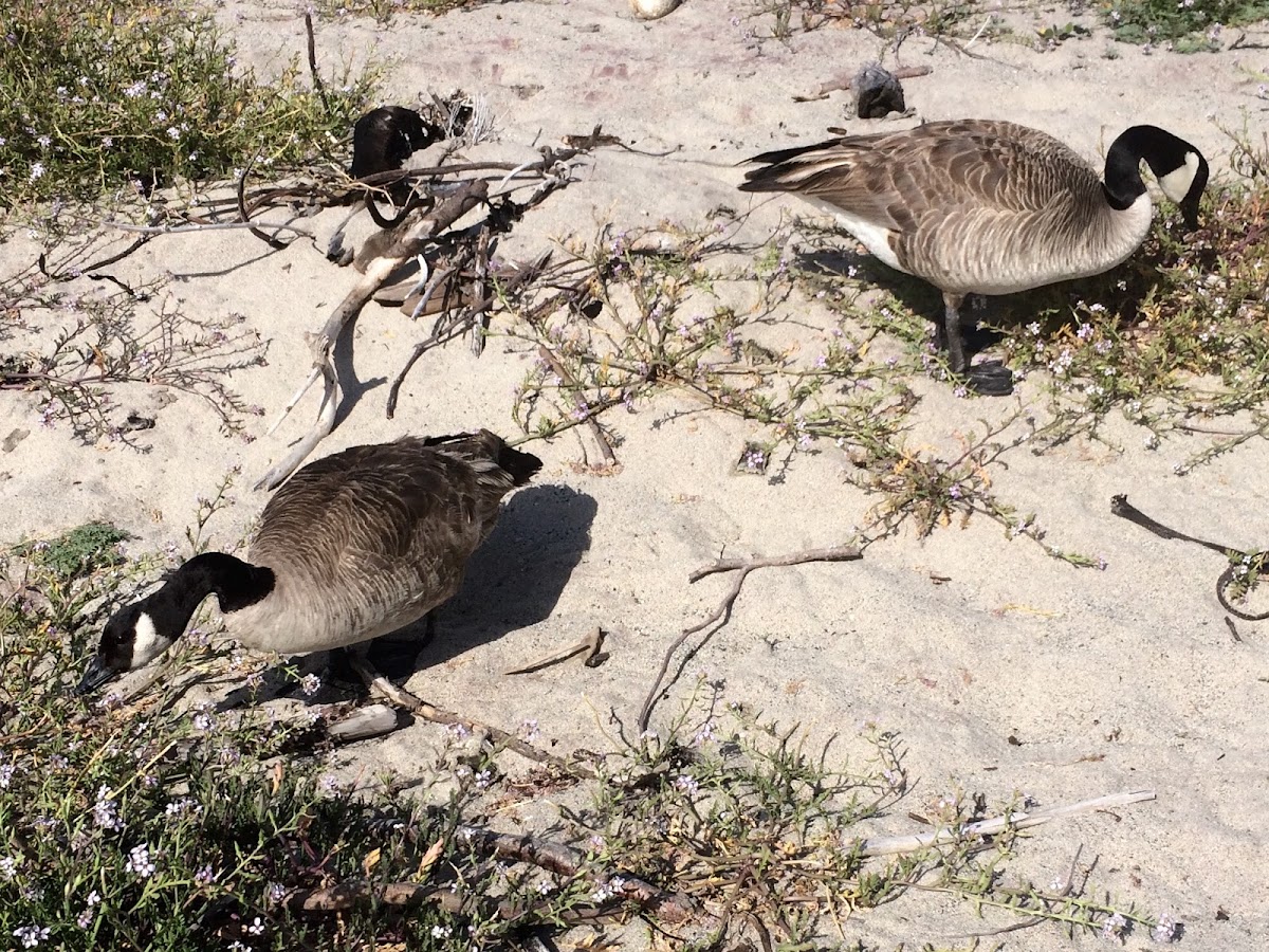 Canada Goose