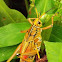 Eastern Lubber Grasshopper