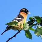 Black-headed Grosbeak