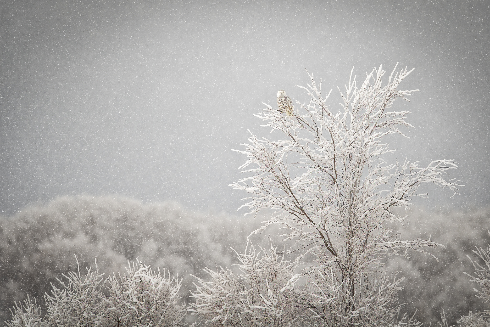 On the tree di Mauro Rossi