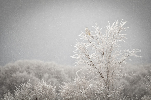 On the tree di Mauro Rossi