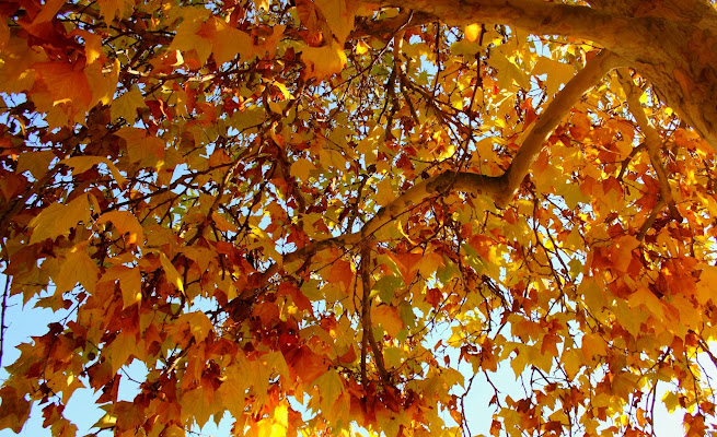 Foglie e colori d'autunno di ariosa