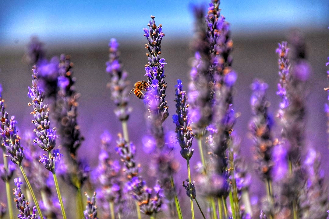 Sulla lavanda di MaxMena5