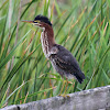 Green Heron