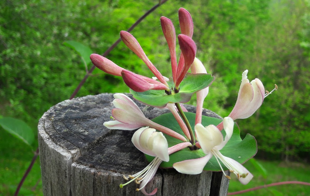 Perfoliate Honeysuckle