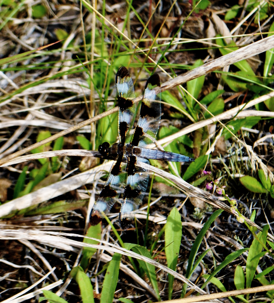 Twelve-spotted Skimmer