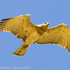 Short-toed Eagle