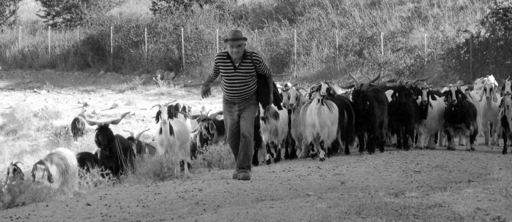 Il ritorno dal pascolo di Logilux