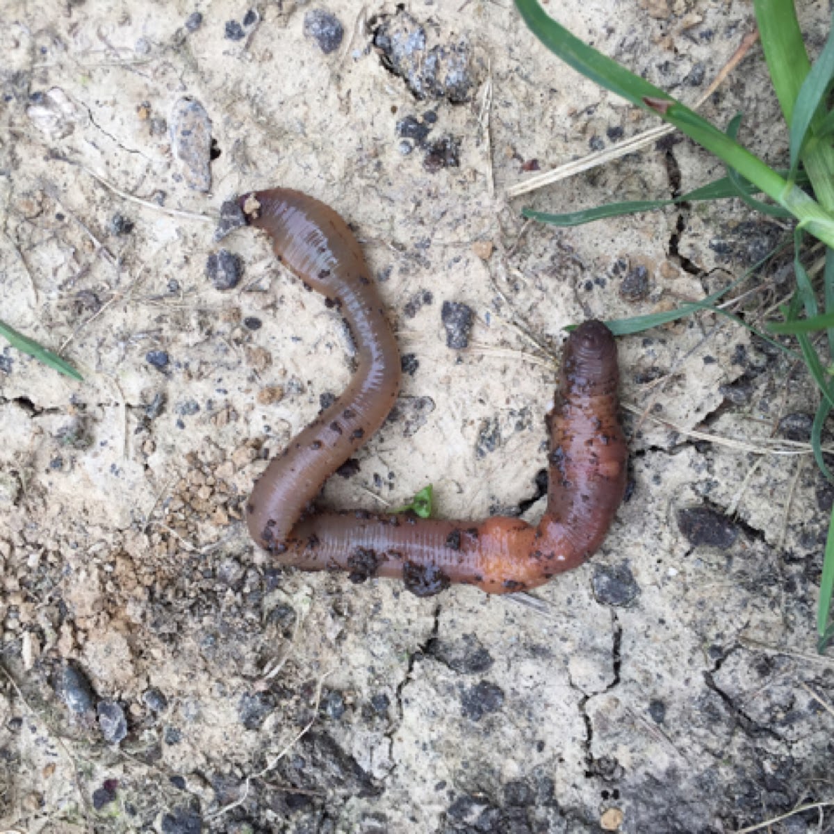 Earthworm