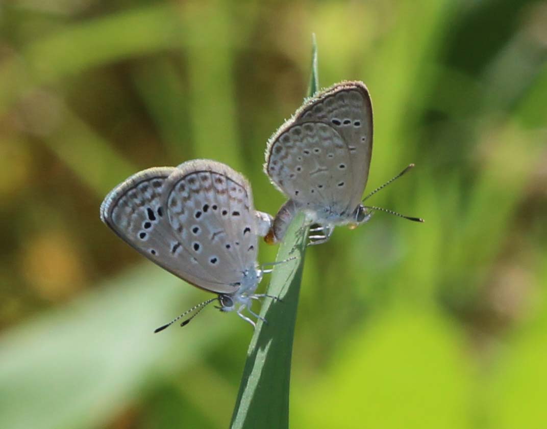 Dark Grass Blue