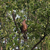 Oriental turtle dove