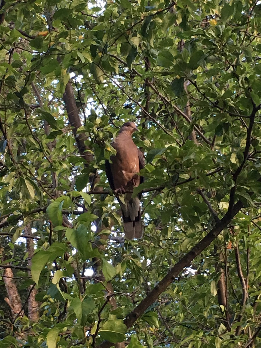 Oriental turtle dove