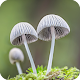 Download HD Mushroom New Wallpaper For PC Windows and Mac 1.01