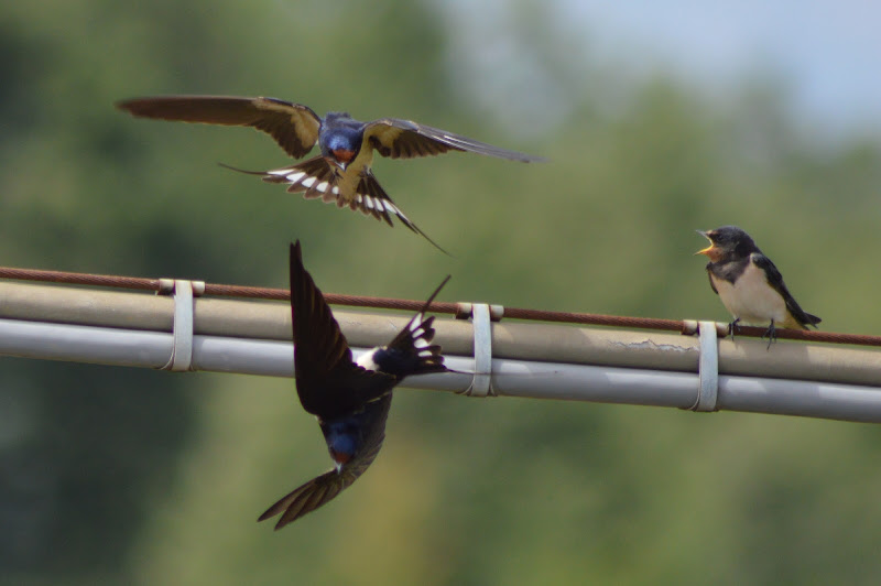 Uccelli in volo d'estate di Laragazzaconilcappello