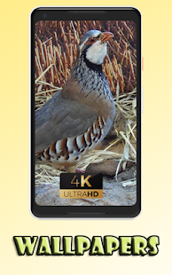 Partridge little bird sweet Wallpaper 1.0 APK + Mod (Unlimited money) إلى عن على ذكري المظهر