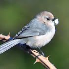 Bushtit