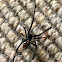 Northern black widow spider