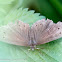 Ringlet