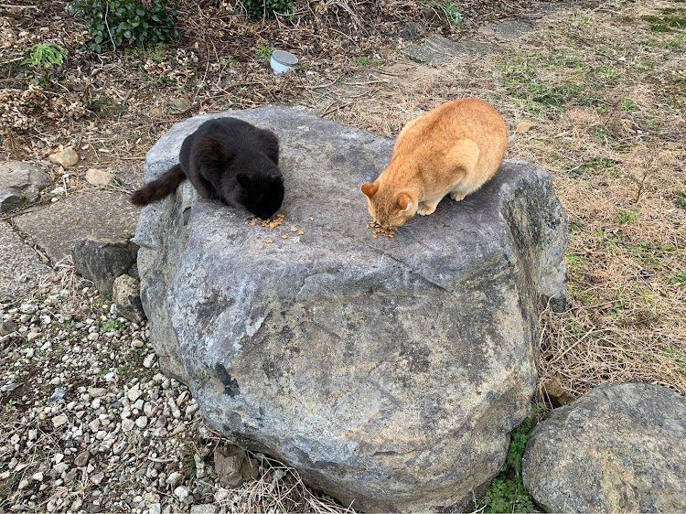 アルトワークスの国見峠の一時・仕事帰りの寄り道・猫ちゃんシリーズ・洗車に関するカスタム事例の投稿画像10枚目