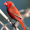 Crimson Finch