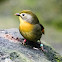 Red-billed Lieothrix