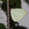 Mottled Emigrant