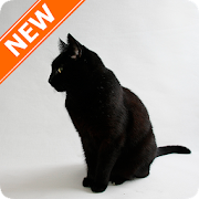 Black Cats Wallpapers  Icon