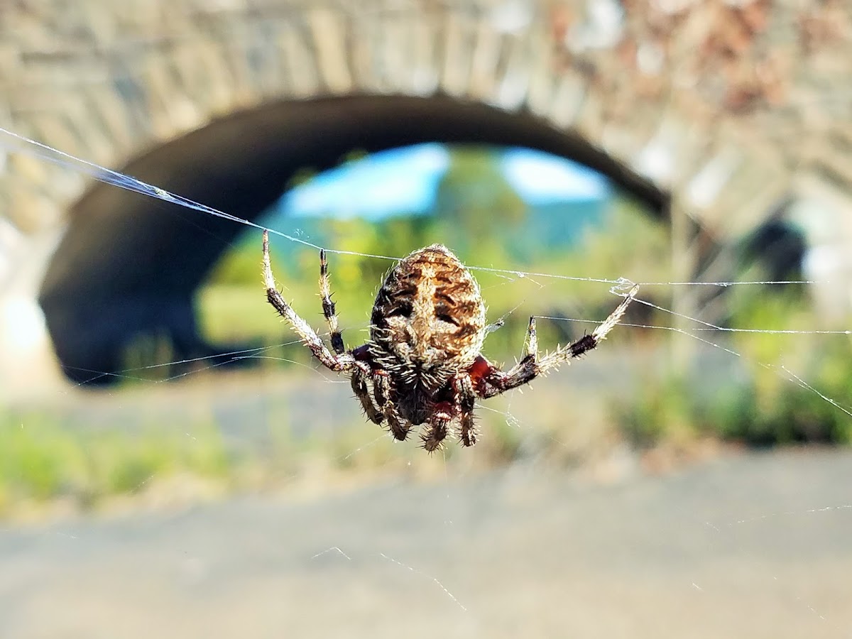 Hentz orbweaver