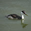 Western Grebe