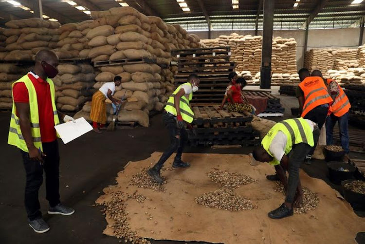 Workers prepare to quality control the cashew nuts at a warehouse amod the Covid-19 outbreak in Abidjan, Ivory Coast on 13 May 2020.