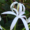 Spider Lilly