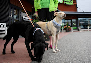 Coronavirus sniffing dogs named Miika and Titta are introduced at the Evidensia veterinary clinic in Vantaa, Finland September 2, 2020. The dogs are trained to detect SARS-CoV-2 from arriving passengers at the Helsinki-Vantaa international airport. 