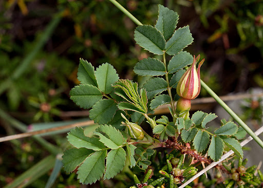 Rosa pimpinellifolia