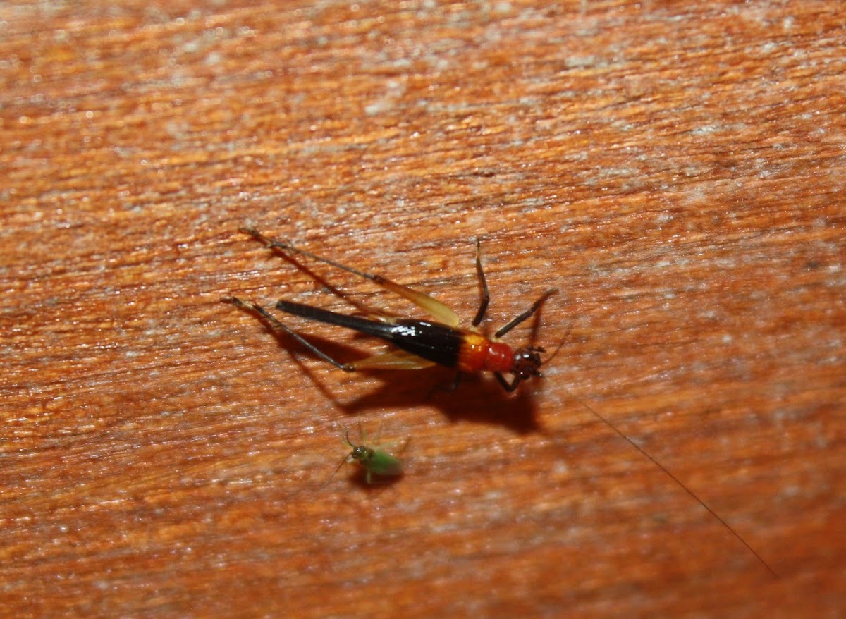 Sword-tail Cricket