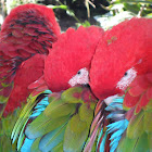 Red-and-green Macaw