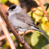 Blackcap; Curruca Capirotada