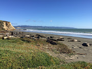 A herd of elephant seals are seen along the Drakes Beach, which was closed during partial federal government shutdown, in Drakes Beach, California, US, in this recent photo released on January 30, 2019. 