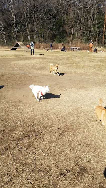 ふ～みんさんが投稿したブレーキフルード交換道具・ココ・予定通りドッグランに関するカスタム事例の投稿画像14枚目