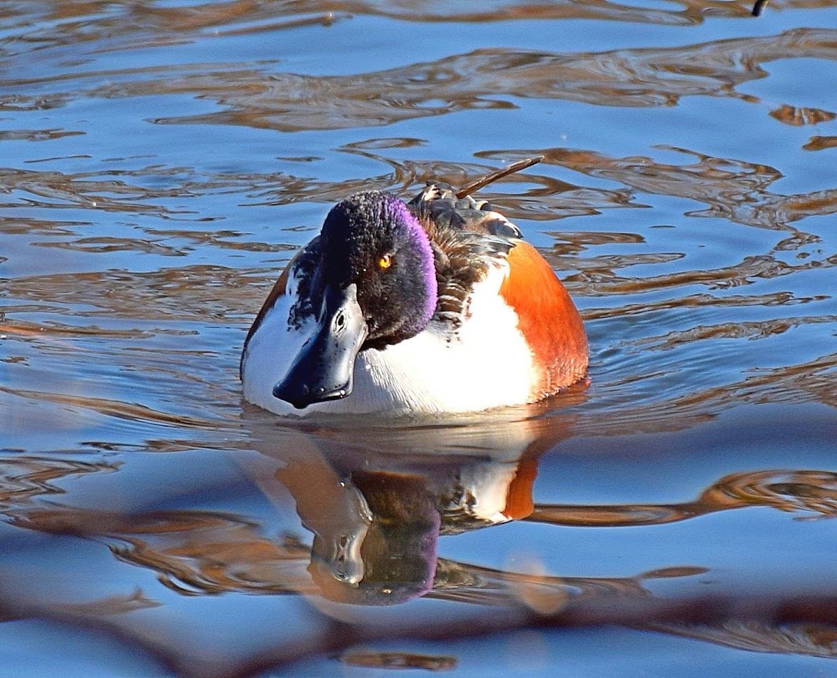 Northern Shoveler